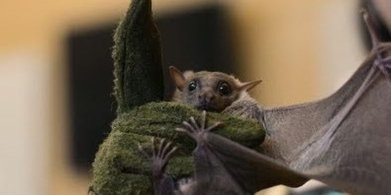 green glove holding a bat